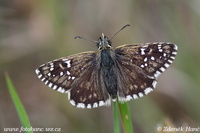 Pyrgus serratulae - Olive Skipper