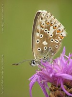 Polyommatus coridon - Chalk Hill Blue