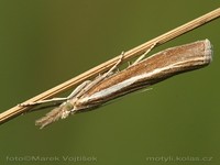 Agriphila tristella