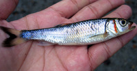 Luxilus coccogenis, Warpaint shiner:
