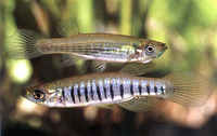 Fundulus lineolatus, Lined topminnow: