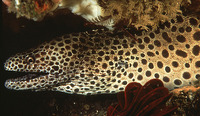 Gymnothorax favagineus, Laced moray: fisheries, aquarium