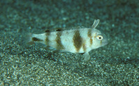 Iniistius celebicus, Celebes razorfish: