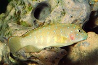 Eretmodus cyanostictus, Tanganyika Clown: