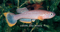 Fundulopanchax cinnamomeum, Cinnamon Killi: aquarium