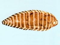 Strabozebrias cancellatus, Harrowed sole: