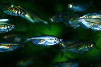 Alestopetersius caudalis, Yellowtail tetra: aquarium