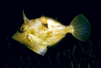 Stephanolepis diaspros, Reticulated leatherjacket: fisheries