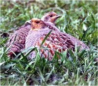 Grey Partridge Perdix perdix