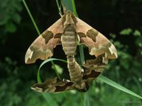 Mimas tiliae - Lime Hawk-moth