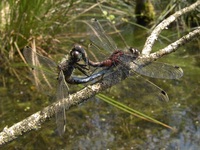 Leucorrhinia pectoralis - Large White-faced Darter