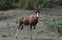 Image of: Damaliscus pygargus (blesbok)