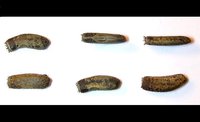 Entoria formosana