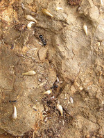 Atelura formicaria
