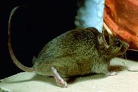 Image of: Mus musculus (house mouse)