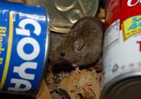 Image of: Mus musculus (house mouse)