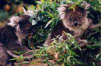 Image of: Phascolarctos cinereus (koala)