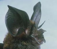 Image of: Rhinolophus philippinensis (large-eared horseshoe bat)