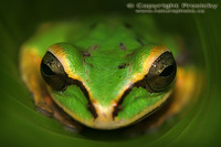 Smilisca phaeota