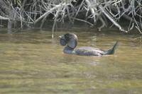 Biziura lobata - Musk Duck