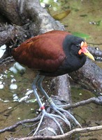 Jacana jacana - Wattled Jacana