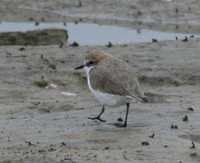 Charadrius ruficapillus - Red-capped Plover