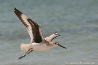 Catoptrophorus semipalmatus - Willet