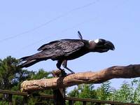 Corvus crassirostris - Thick-billed Raven