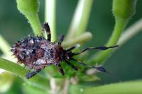 Image of: Coreidae (leaf-footed bugs)