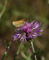 Image of: Thymelicus lineola (European skipper)