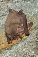 Plecotus austriacus - Grey Big-eared Bat