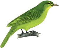 Image of: Chloropsis flavipennis (Philippine leafbird)