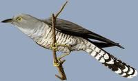 Image of: Cuculus canorus (common cuckoo)
