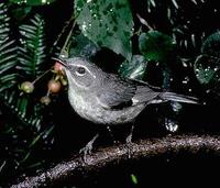 Image of: Dendroica caerulescens (black-throated blue warbler)