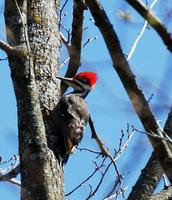 Image of: Dryocopus pileatus (pileated woodpecker)