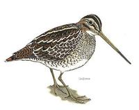 Image of: Gallinago nigripennis (African snipe)