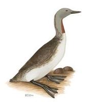 Image of: Gavia stellata (red-throated diver;loon)
