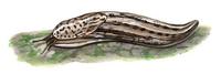 Image of: Limax maximus (giant garden slug)