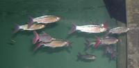 Image of: Chalceus macrolepidotus (pinktailed characin)