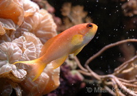 Pseudanthias squamipinnis - Lyretail Anthias