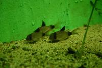 Corydoras panda - Panda Catfish