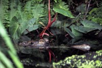 Tomistoma schlegelii - False Gavial