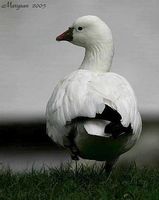 Ross's Goose - Anser rossii