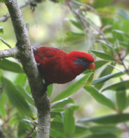 Blue-eared Lory - Eos semilarvata