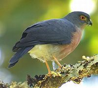 Small Sparrowhawk - Accipiter nanus