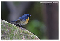 Snowy-browed Flycatcher - Ficedula hyperythra