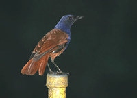 Chestnut-winged Whistling Thrush - Myophonus castaneus