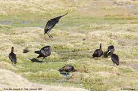 Puna Ibis - Plegadis ridgwayi