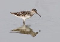 Broad-billed Sandpiper (Limicola falcinellus) photo