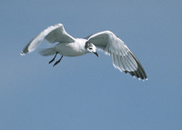 Franklin's Gull (Larus pipixcan) photo